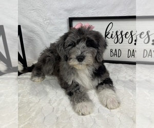Bernedoodle (Miniature) Puppy for sale in GREENFIELD, IN, USA