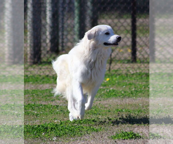 Medium Photo #1 Great Pyrenees-Unknown Mix Puppy For Sale in Grovetown, GA, USA