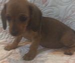 Puppy 2 Dachshund