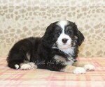 Small #1 Miniature Bernedoodle