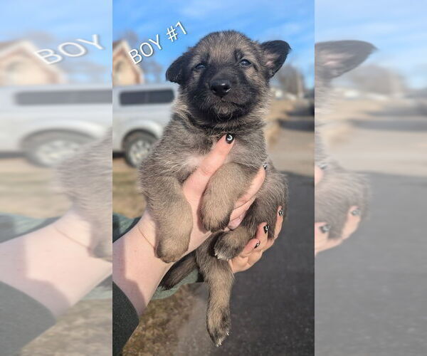 Medium Photo #2 German Shepherd Dog Puppy For Sale in GRANITE CITY, IL, USA