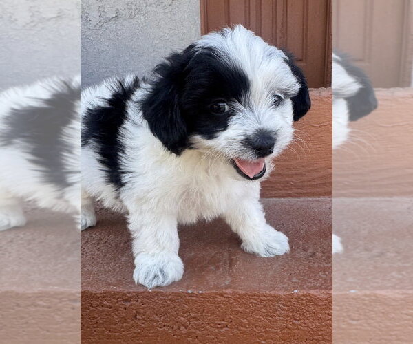 Medium Photo #2 Mutt Puppy For Sale in Marina Del Rey, CA, USA