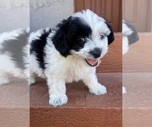 Duke - Male Mutt Dog for Adoption - Photo #2