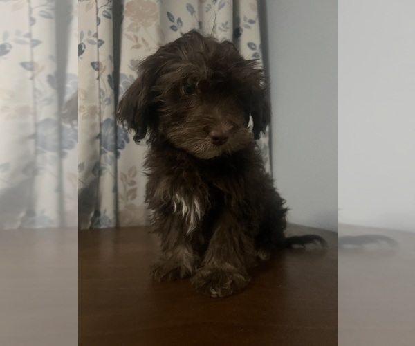 Medium Photo #49 Havanese Puppy For Sale in DURHAM, CT, USA