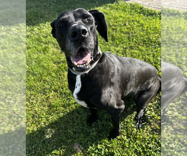 Medium Photo #2 Great Dane Puppy For Sale in Evansville, IN, USA