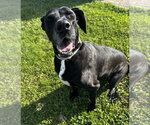 Small #1 Great Dane