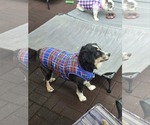 Small #2 Australian Shepherd