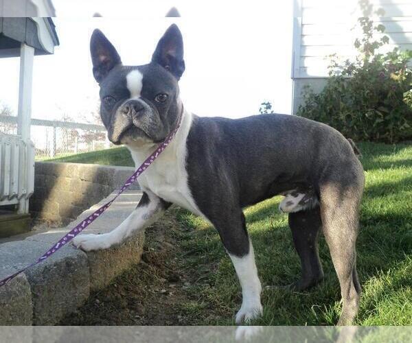 Medium Photo #7 Boston Terrier Puppy For Sale in FREDERICKSBG, OH, USA