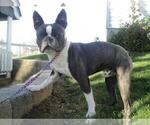 Small Photo #7 Boston Terrier Puppy For Sale in FREDERICKSBG, OH, USA