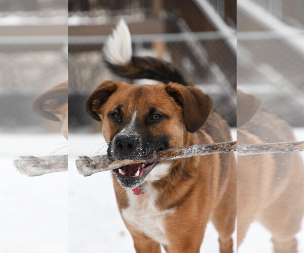 Medium Photo #11 Mutt Puppy For Sale in Farmington, MN, USA