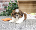 Larkspur - Male Shih Tzu Puppy for Sale - Photo #5