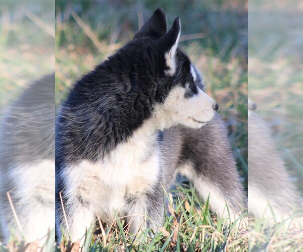 Full screen Photo #9 Siberian Husky Puppy For Sale in STEVENS, PA, USA