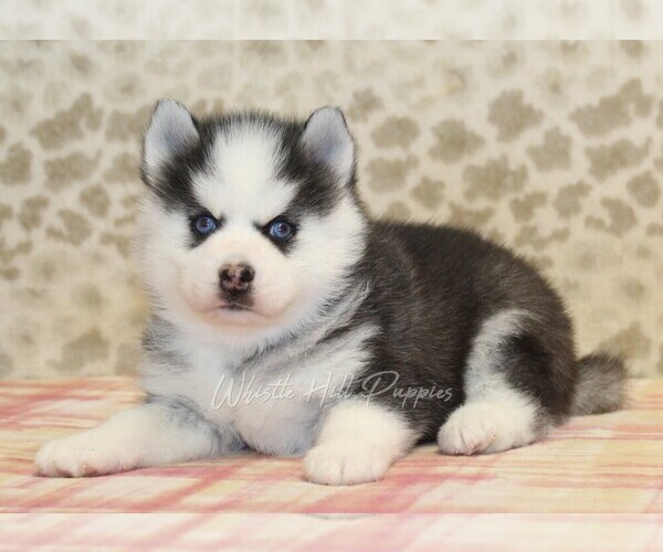 Medium Photo #2 Pomsky Puppy For Sale in DENVER, PA, USA