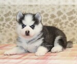 Small #1 Pomsky
