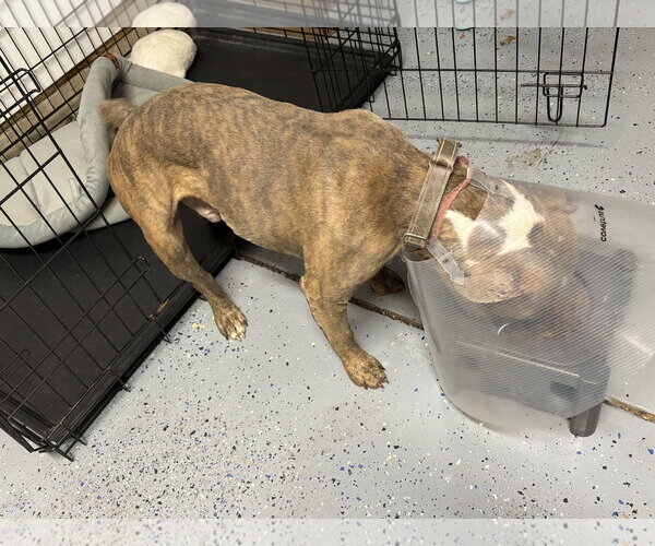 Medium Photo #13 Bull Terrier-Unknown Mix Puppy For Sale in Holly Springs, NC, USA