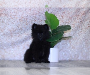 Pomeranian Puppy for sale in MARIETTA, GA, USA