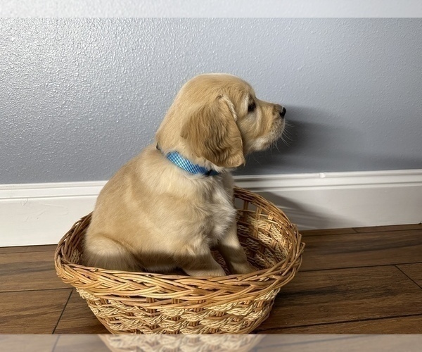 Medium Photo #5 Golden Retriever Puppy For Sale in SIOUX FALLS, SD, USA