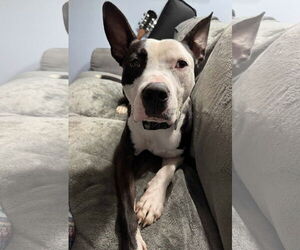 American Pit Bull Terrier-Unknown Mix Dogs for adoption in Germantown, OH, USA