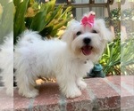 Small Photo #2 Maltipoo Puppy For Sale in RANCHO CALIFORNIA, CA, USA