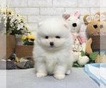 Small Photo #2 Pomeranian Puppy For Sale in NEW YORK, NY, USA