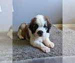 Small Photo #9 Saint Bernard Puppy For Sale in PALM COAST, FL, USA