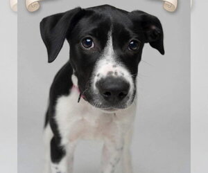Jack Russell Terrier-Unknown Mix Dogs for adoption in Overland Park, KS, USA