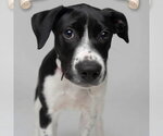 Small Jack Russell Terrier Mix