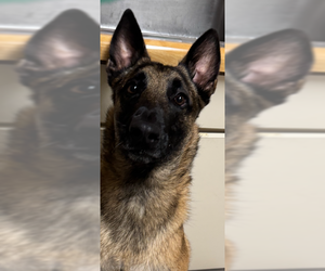 Mutt Dogs for adoption in Stevens Point, WI, USA