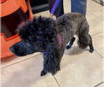 Small Photo #4 Poodle (Miniature) Puppy For Sale in Boca Raton, FL, USA
