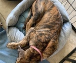 Small Photo #4 Great Dane Puppy For Sale in PORT SAINT LUCIE, FL, USA