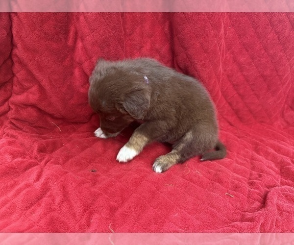 Medium Photo #71 Borador Puppy For Sale in MARION, VA, USA