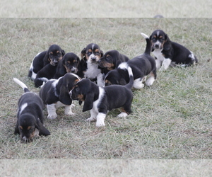 Basset Hound Puppy for Sale in MEMPHIS, Missouri USA