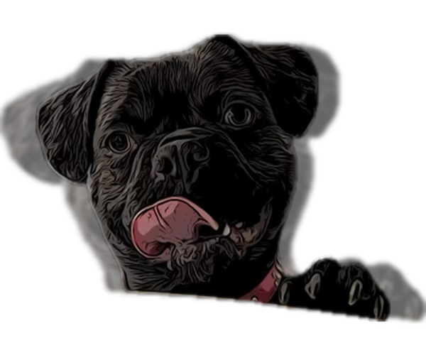 Medium Photo #2 Frenchie Pug Puppy For Sale in San Bernardino, CA, USA