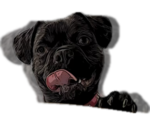 Small #1 Frenchie Pug