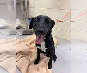 Mutt Dogs for adoption in Sanford, FL, USA