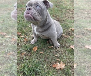 American Bully Puppy for sale in WILLIMANTIC, CT, USA