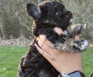 Morkie-Poodle (Miniature) Mix Puppy for sale in PEORIA, IL, USA