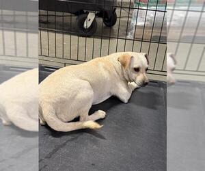 Chihuahua Dogs for adoption in Bakersfield, CA, USA