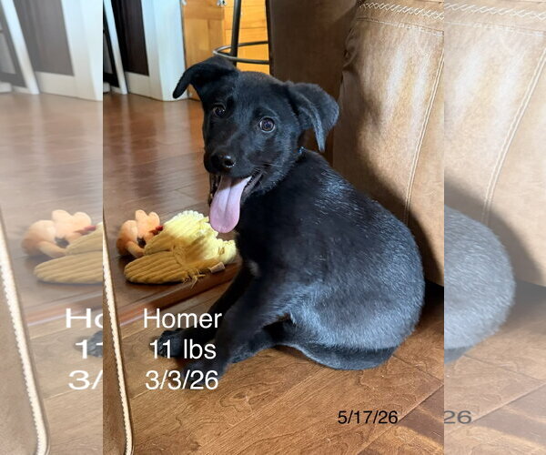 Medium Photo #11 Labrador Retriever-Unknown Mix Puppy For Sale in Wakefield, RI, USA