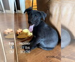Small #10 Labrador Retriever Mix
