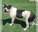 Small #4 American Pit Bull Terrier Mix