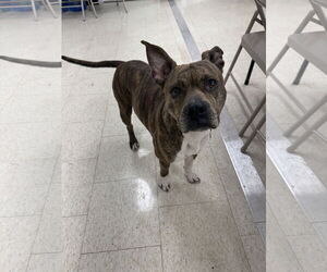 Mutt Dogs for adoption in Miami, FL, USA