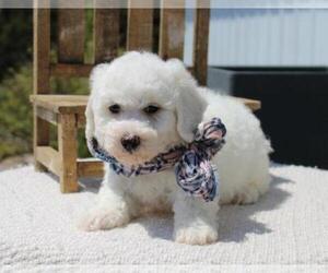 Bichon Frise Puppy for sale in ORO VALLEY, AZ, USA