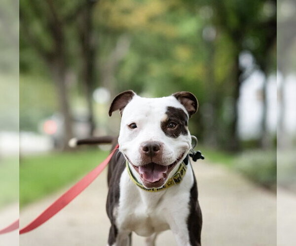 Medium Photo #17 American Pit Bull Terrier-Unknown Mix Puppy For Sale in Alexandria, VA, USA