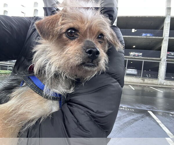 Medium Photo #3 Mutt Puppy For Sale in Bellevue, WA, USA