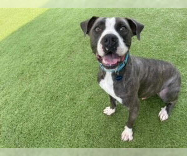 Medium Photo #5 Mutt Puppy For Sale in Shreveport, LA, USA