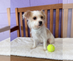Small #1 Havanese Mix