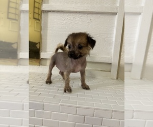 Chinese Crested-Mexican Hairless Toy Mix Puppy for sale in LARUE, TX, USA