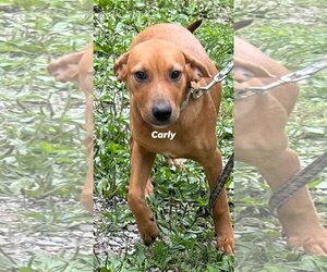 Mutt Dogs for adoption in Frenchburg, KY, USA