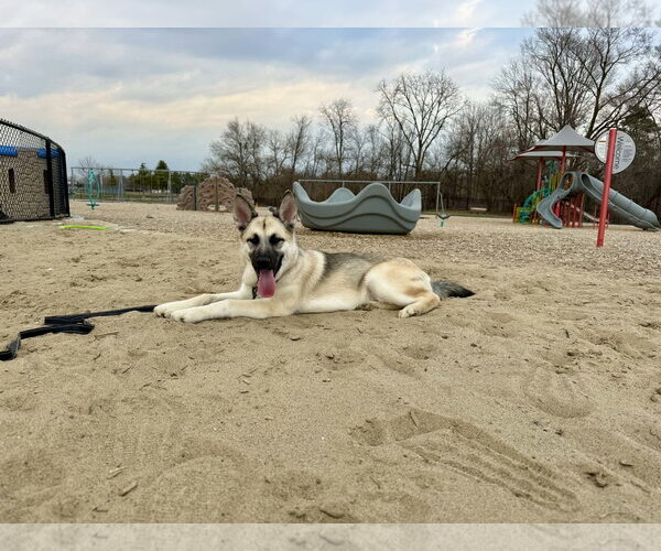Medium Photo #3 Alaskan Malamute-German Shepherd Dog Mix Puppy For Sale in Clinton , MI, USA